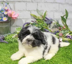 Male Shih Tzu puppy named Dan for sale at Waggles Charlotte.