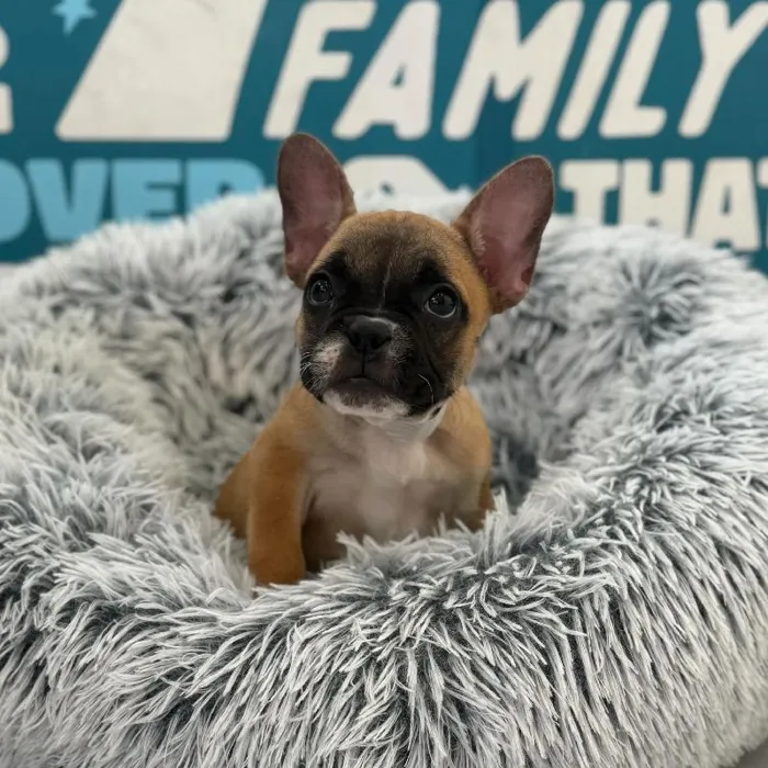 Female French Bulldog puppy named Stormy for sale at Waggles Charlotte.
