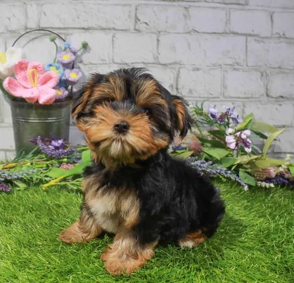Male Yorkie puppy named Bagel for sale at Waggles Greensboro.