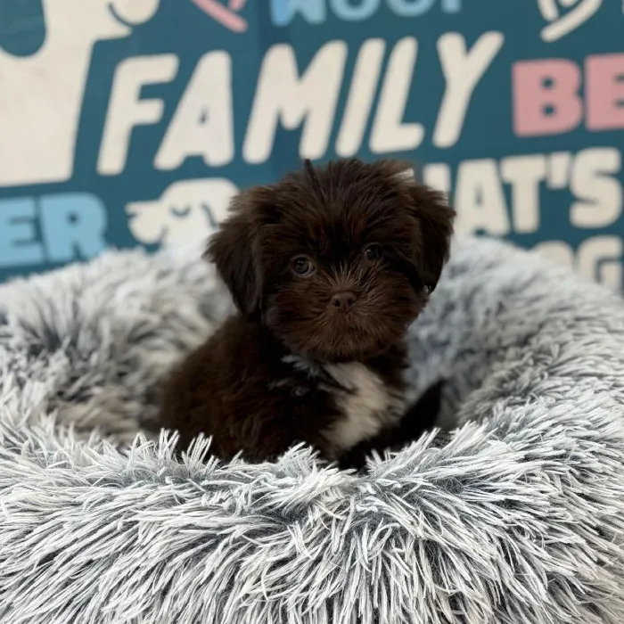 Female Lhasa Apso puppy named Gwen for sale at Waggles Charlotte.
