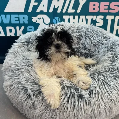 Male Shih Tzu puppy named Panda for sale at Waggles Charlotte.