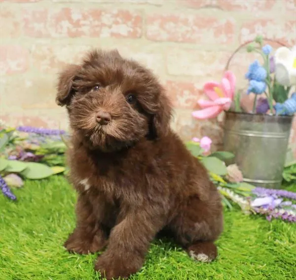Female Mini Schnauzer puppy named Reba for sale at Waggles Charlotte.