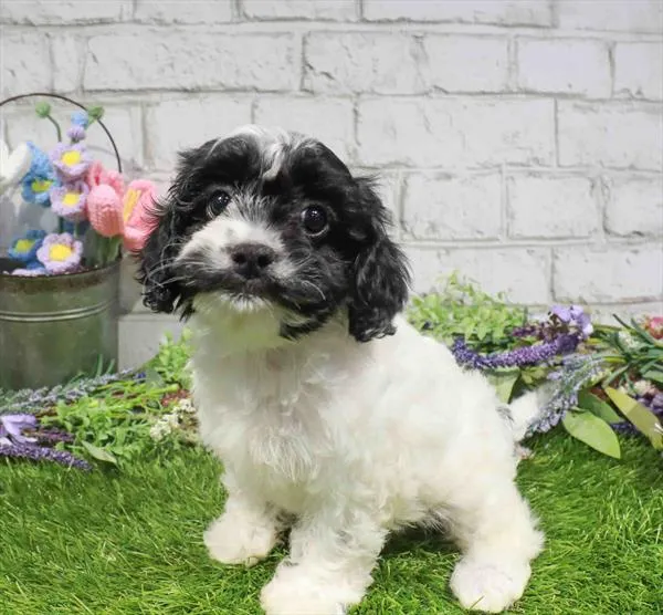 Female Cavapoo puppy named Ivy for sale at Waggles Charlotte.