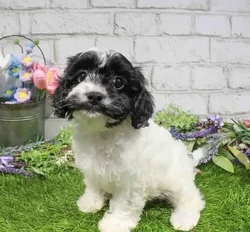 Female Cavapoo puppy named Ivy for sale at Waggles Charlotte.