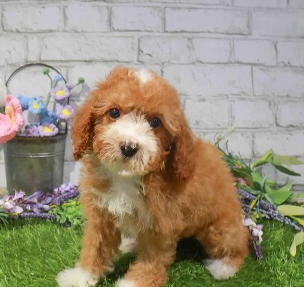 Female Mini Poodle puppy named Juliet for sale at Waggles Raleigh.
