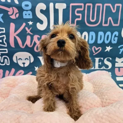 Male Cavapoo Puppy for Sale in Charlotte, NC