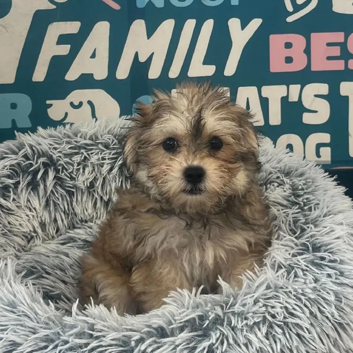 Female Morkie puppy named Maggie for sale at Waggles Charlotte.