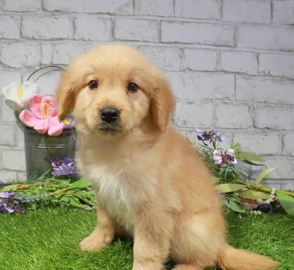 Male Golden Retriever puppy named Biscuit for sale at Waggles Greensboro.