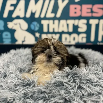 Female Shih Tzu Puppy for Sale in Charlotte, NC
