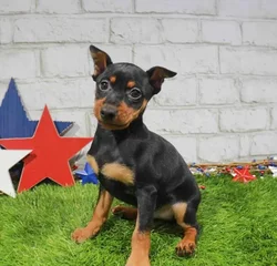 Male Min Pin puppy for sale at Waggles Greensboro.