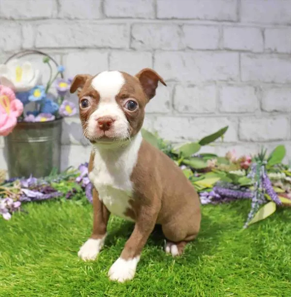 Female Boston Terrier puppy for sale at Waggles Greensboro.