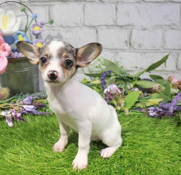 Female Chihuahua puppy named Rosalina for sale at Waggles Greensboro.