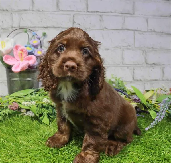 Male Cocker Spaniel puppy named Honeydew for sale at Waggles Charlotte.