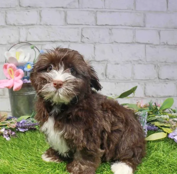 Male Havanese puppy named Sulley for sale at Waggles Charlotte.