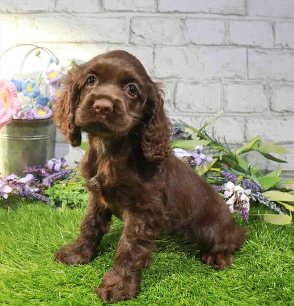 Female Cocker Spaniel puppy named Meadow for sale at Waggles Charlotte.