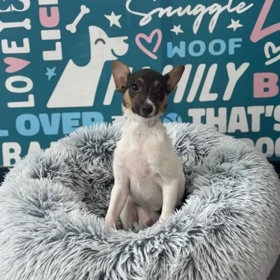 Male Rat Terrier puppy named Forky for sale at Waggles Charlotte.