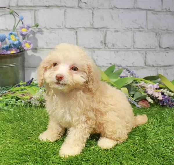 Female Mini Poodle puppy named Sophie for sale at Waggles Charlotte.