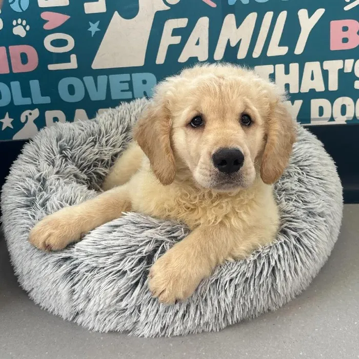 Male Golden Retriever puppy named Nate for sale at Waggles Charlotte.