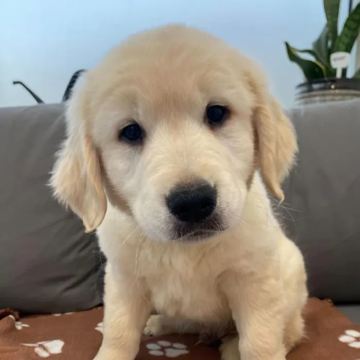 Male Golden Retriever Puppy for Sale in Charlotte, NC