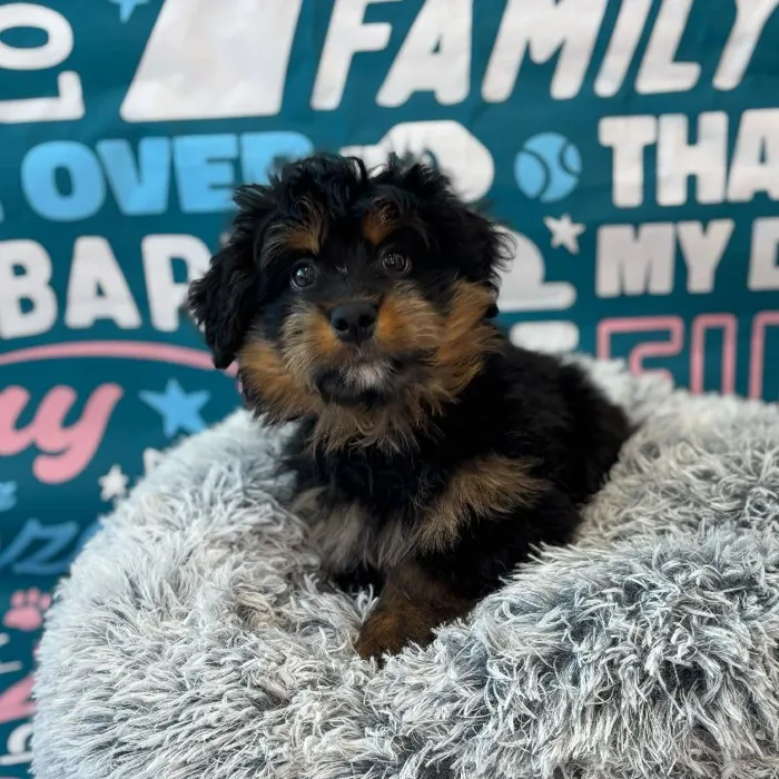 Male Mini Bernedoodle Puppy for Sale in Charlotte, NC