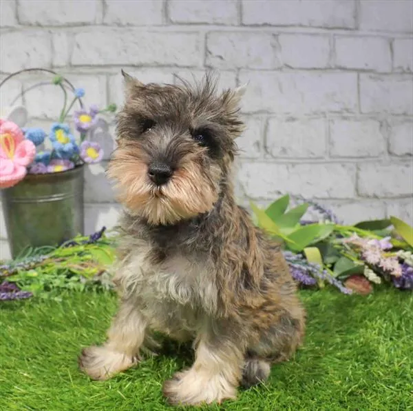 Male Mini Schnauzer puppy named Jack for sale at Waggles Charlotte.