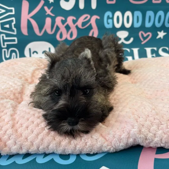 Male Mini Schnauzer Puppy for Sale in Charlotte, NC