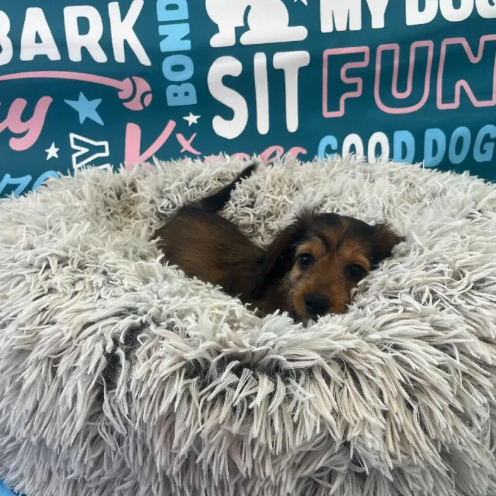 Female Dachshund Puppy for Sale in Charlotte, NC