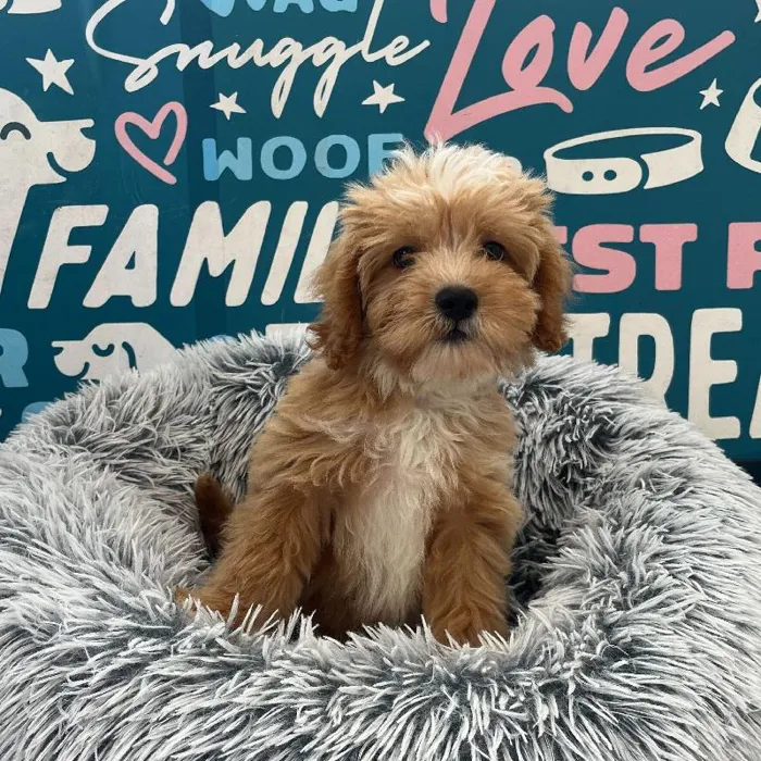 Male Havapoo puppy named Sailor for sale at Waggles Charlotte.