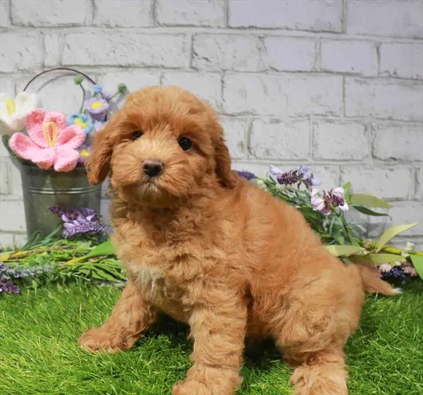 Female Mini Goldendoodle 2Nd Gen puppy named Puff for sale at Waggles Greensboro.