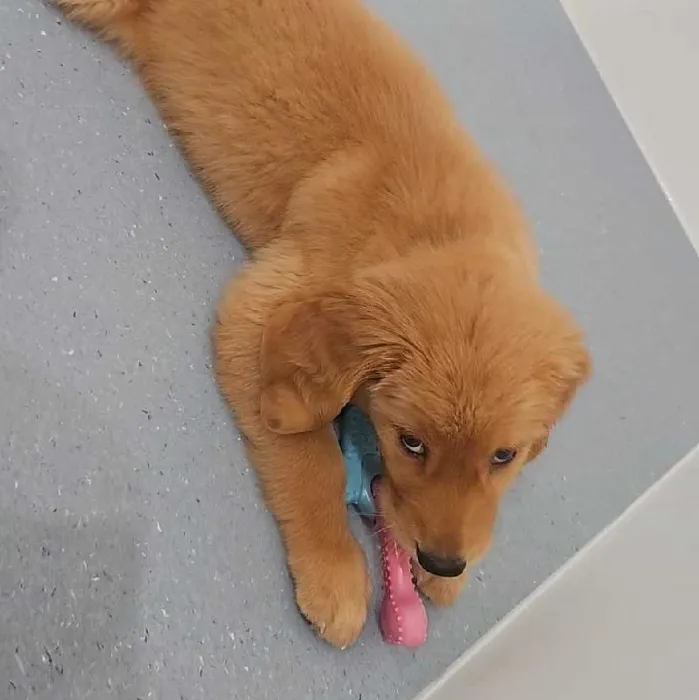 Female Golden Retriever Puppy for Sale in Charlotte, NC