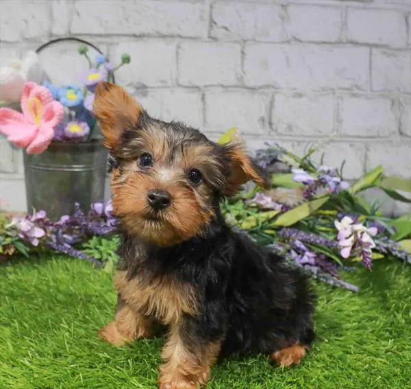 Male Silky Terrier puppy named Mako for sale at Waggles Charlotte.