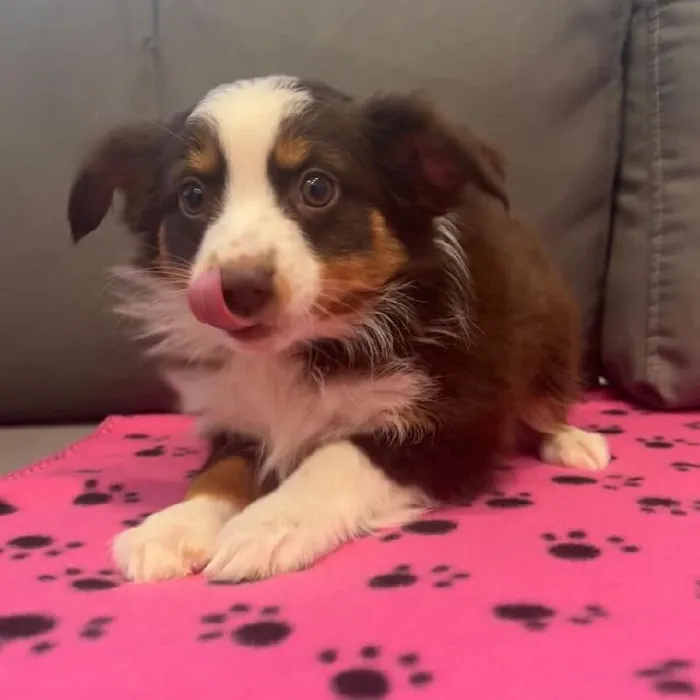 Female Mini Aussie Puppy for Sale in Charlotte, NC