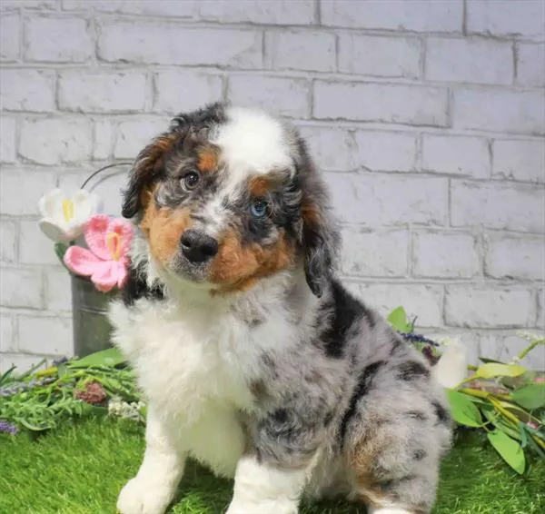 Male Hybrid puppy for sale at Waggles Charlotte.