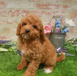 Female Cavapoo puppy for sale at Waggles Greensboro.