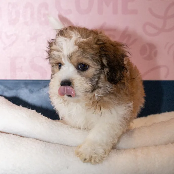 Male Teddy Bear puppy named Cobbler for sale at Waggles Greensboro.