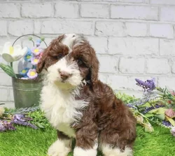 Female Hybrid puppy named Mertle for sale at Waggles Greensboro.