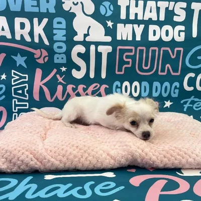 Male Chihuahua Puppy for Sale in Charlotte, NC