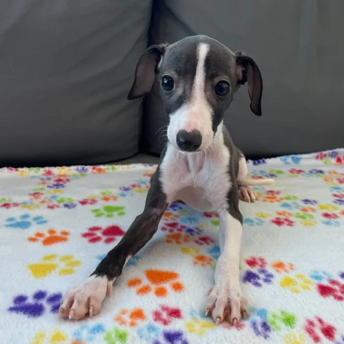 Female Italian Greyhound Puppy for Sale in Charlotte, NC