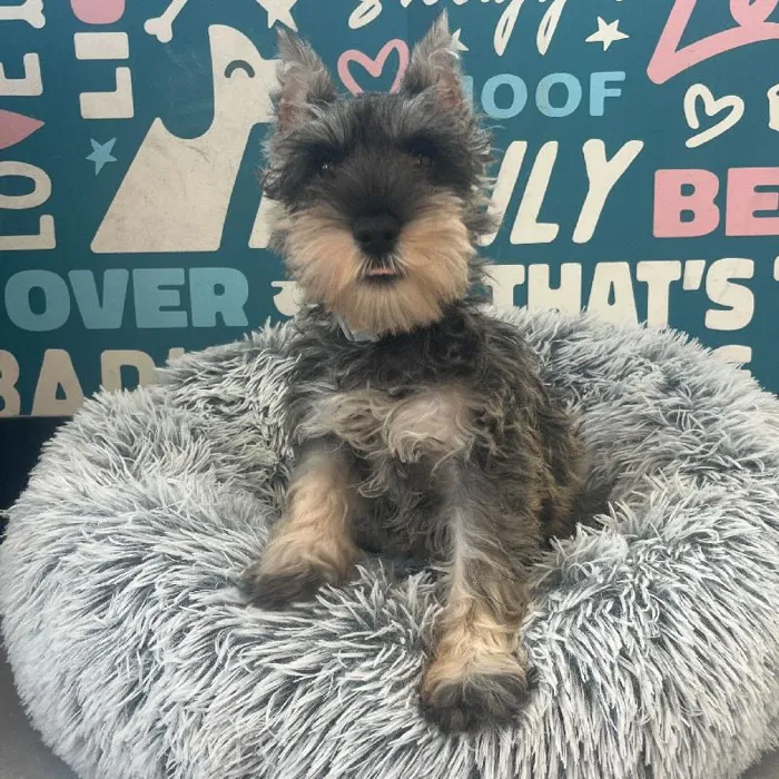 Female Mini Schnauzer puppy named Belle for sale at Waggles Charlotte.