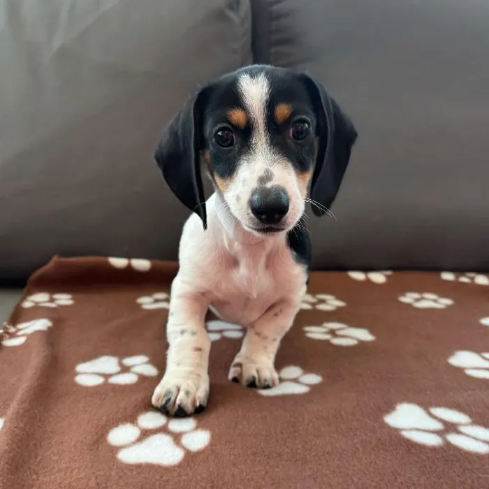 Female Dachshund Puppy for Sale in Charlotte, NC