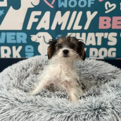 Male Maltipoo Puppy for Sale in Charlotte, NC