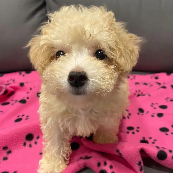 Female Maltipoo Puppy for Sale in Charlotte, NC