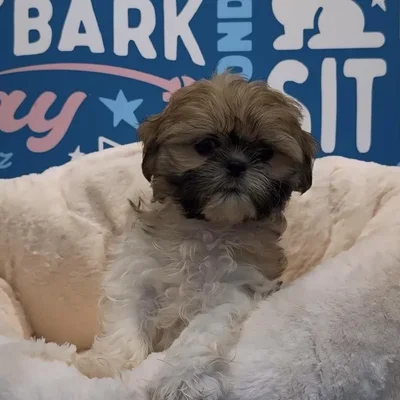 Female Shih Tzu Puppy for Sale in Greensboro, NC