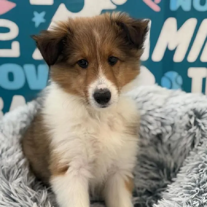 Male Sheltie puppy named Cane for sale at Waggles Charlotte.