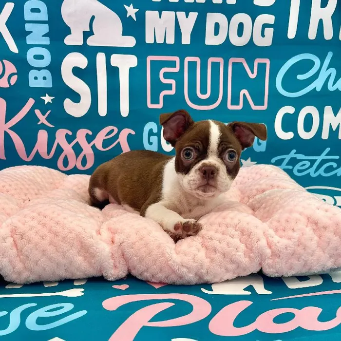 Male Boston Terrier Puppy for Sale in Charlotte, NC
