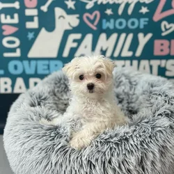 Female Maltese puppy named Bonnie for sale at Waggles Charlotte.