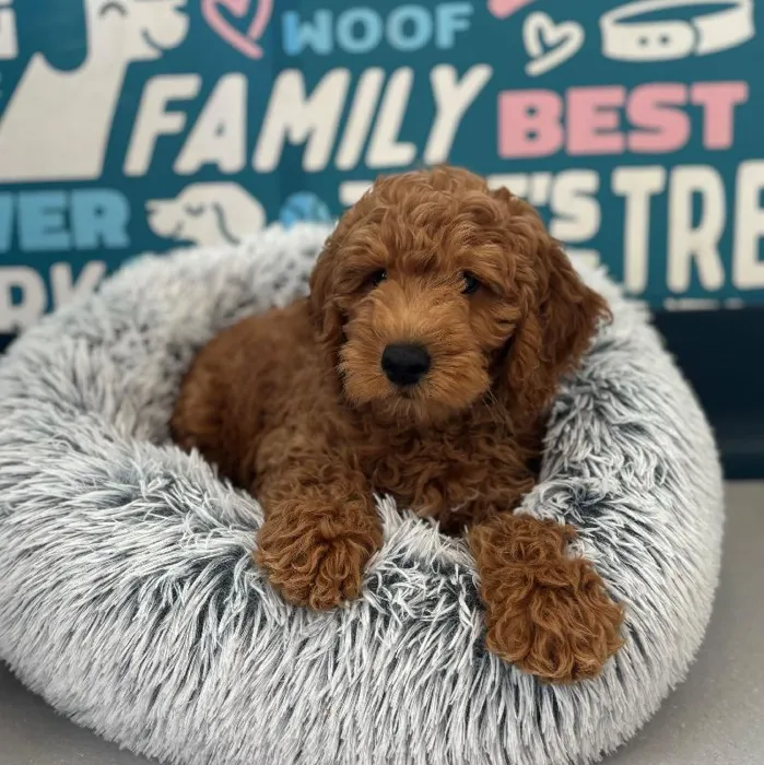 Male Mini Goldendoodle 2Nd Gen puppy named Dustin for sale at Waggles Charlotte.