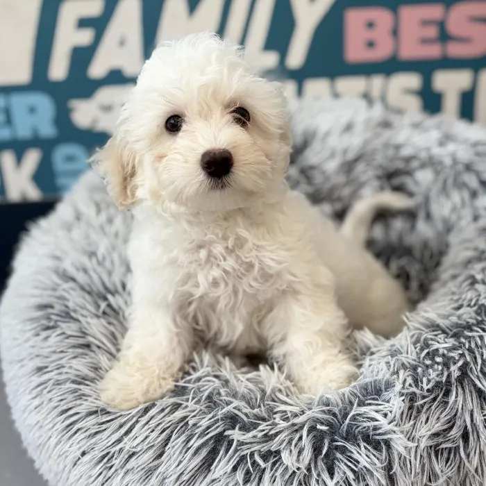 Male Maltipoo puppy named Arrow for sale at Waggles Charlotte.