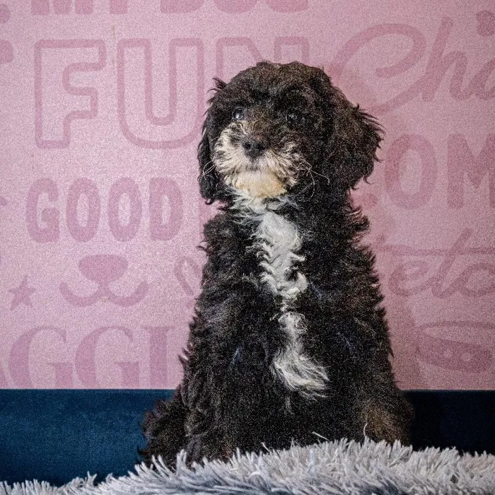 Female Mini Sheepadoodle 2Nd Gen puppy named Sarabi for sale at Waggles Greensboro.