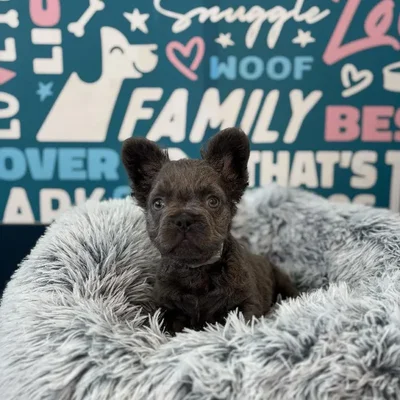 Male French Bulldog Puppy for Sale in Charlotte, NC